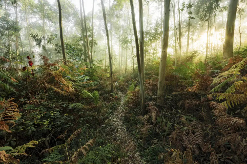 Hefele, Stefan: Foggy Woods II