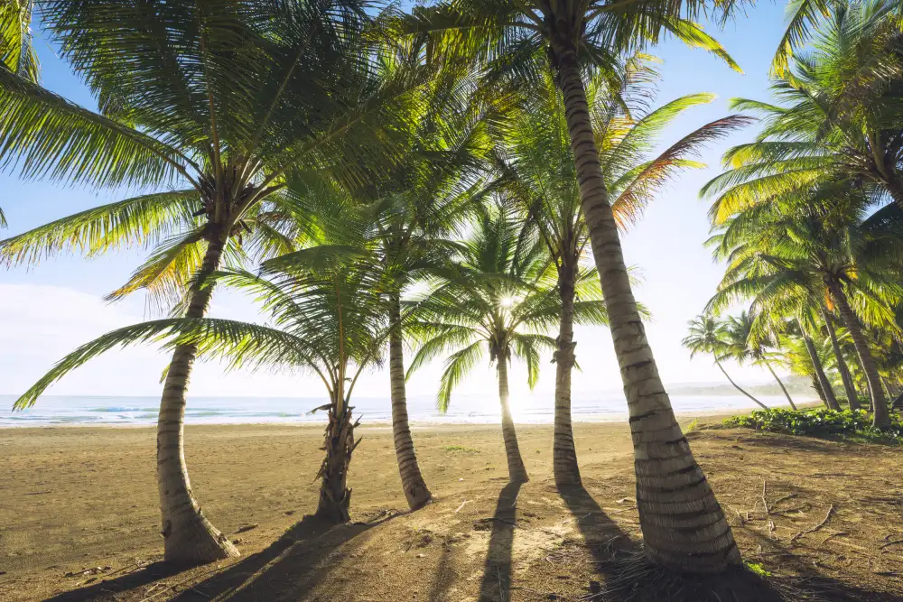 Hefele, Stefan: Tropical Morning