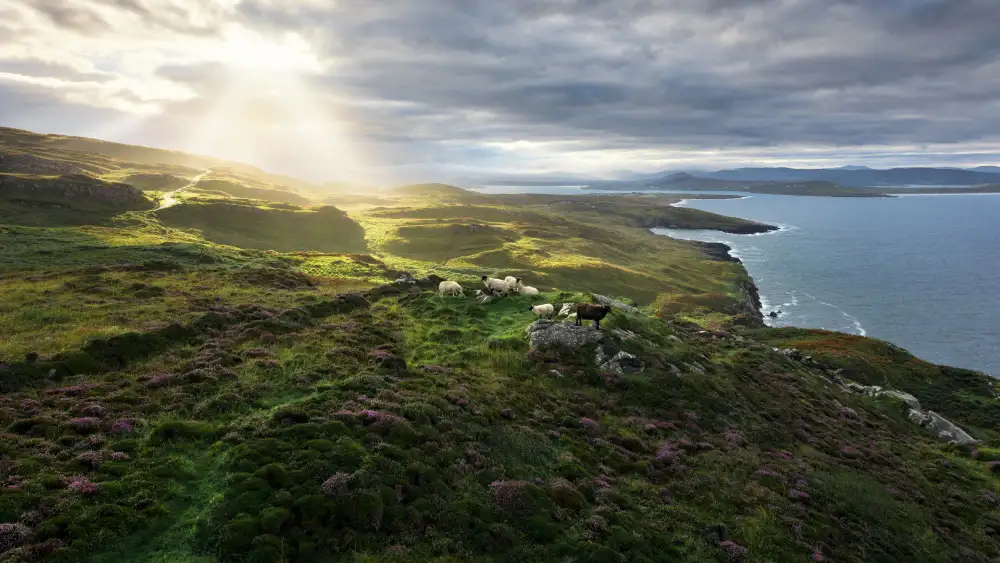 Hefele, Stefan: Good Morning Ireland