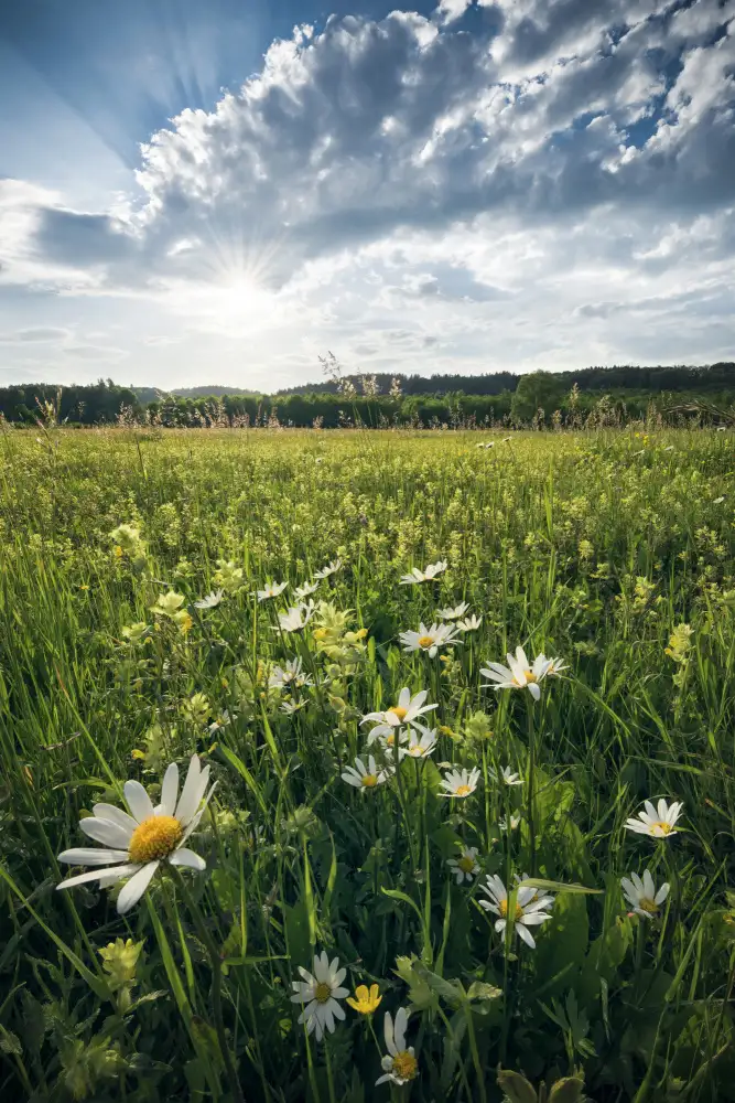 Hefele, Stefan: Flowering Meadow
