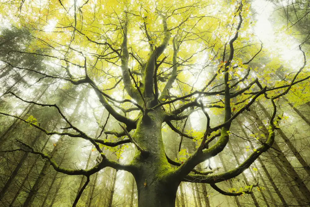 Hefele, Stefan: The Dream Tree