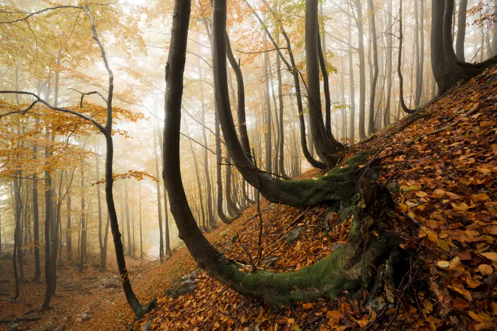 Hefele, Stefan: Mystic Autumn Forest