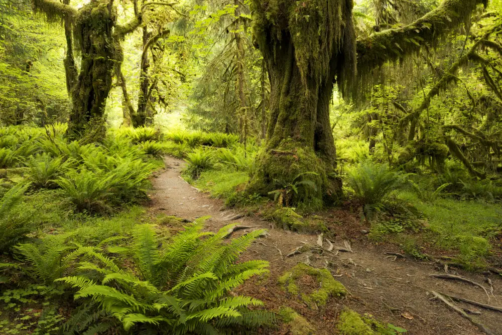 Hefele, Stefan: Hoh Rainforest