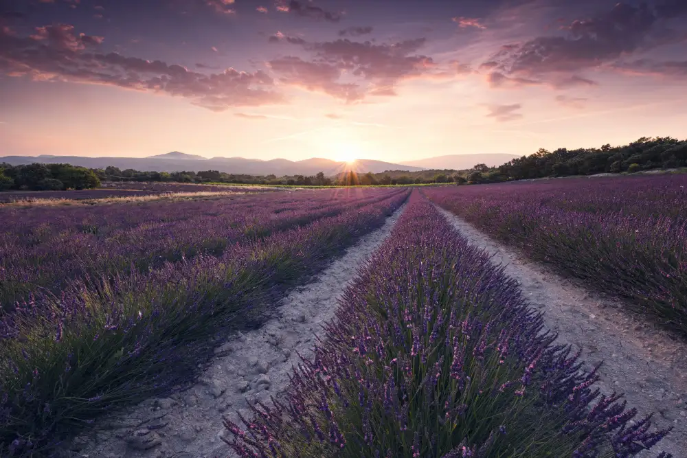 Hefele, Stefan: Purple Provence