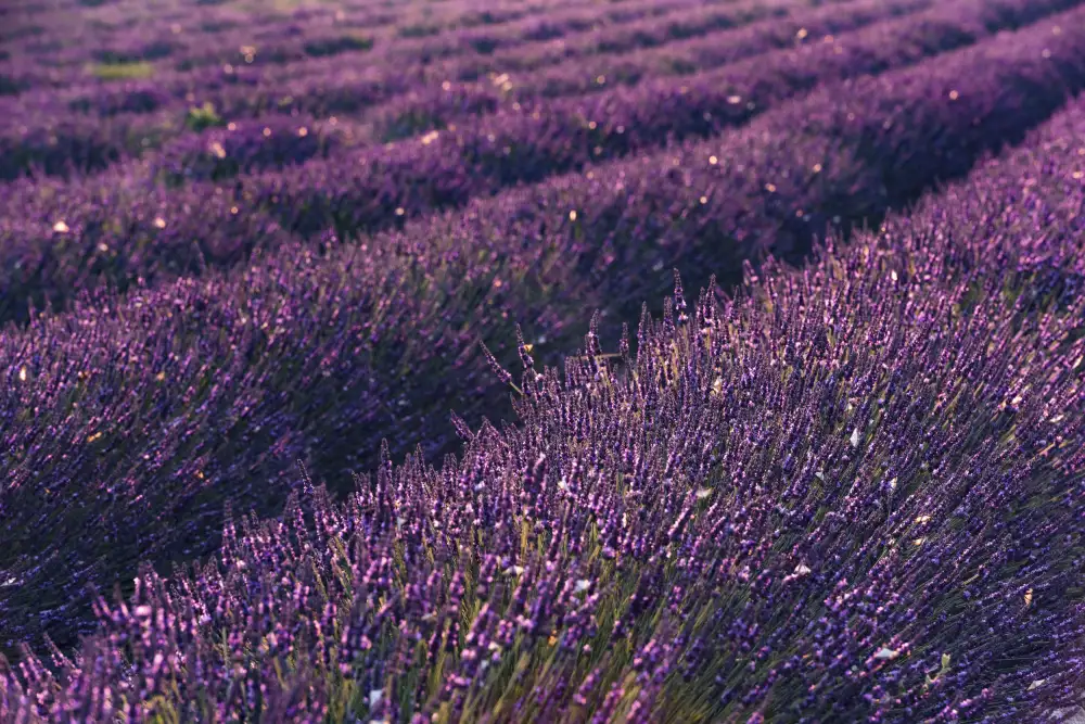 Hefele, Stefan: Provence levandule
