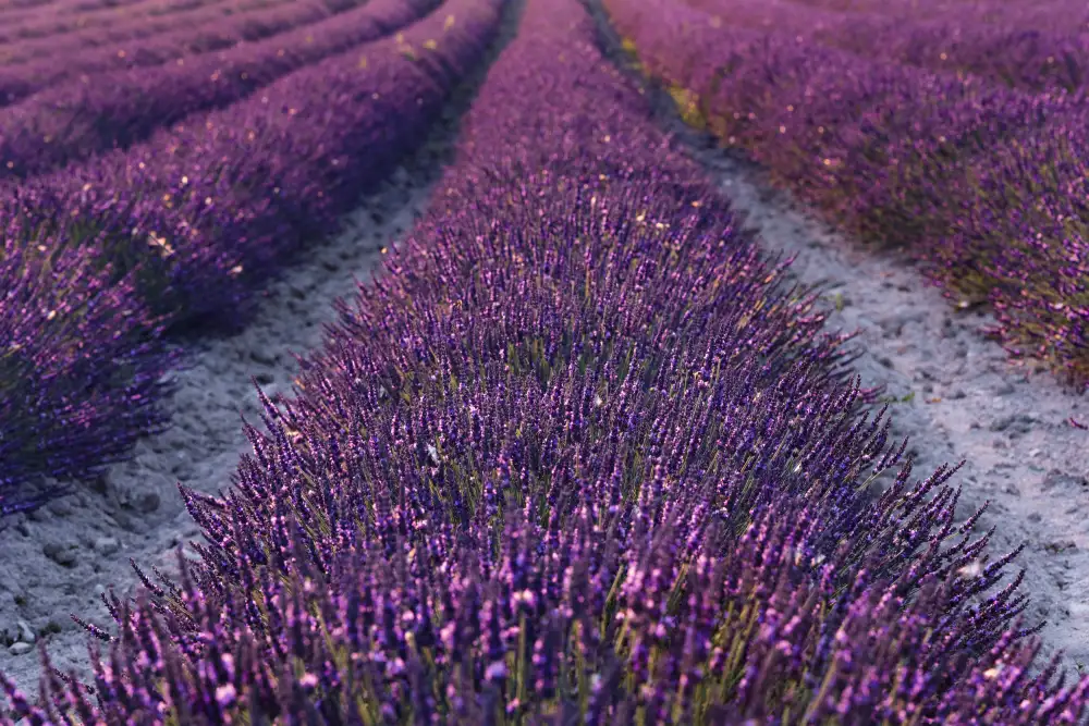 Hefele, Stefan: Lavendel-Detail