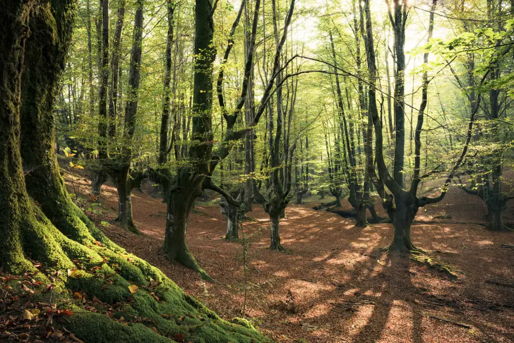 Hefele, Stefan: Waldliebe