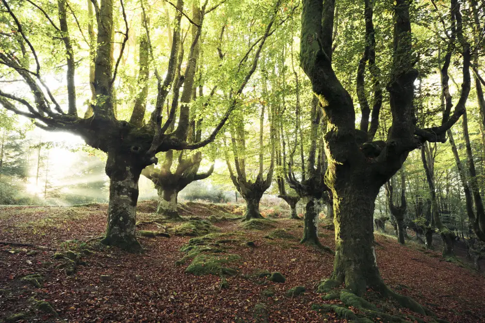 Hefele, Stefan: Magic Grove