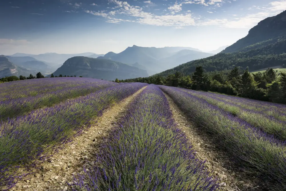 Hefele, Stefan: Lavender Hills