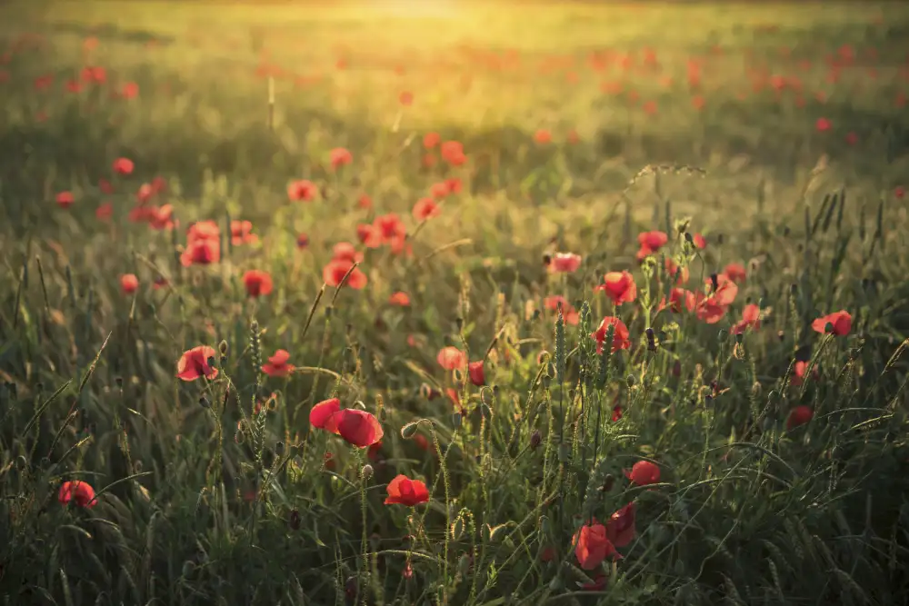 Hefele, Stefan: Poppy World III