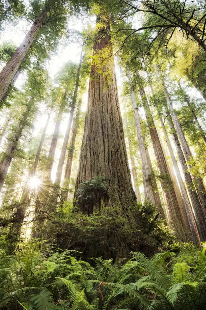 Hefele, Stefan: Beautiful Forest