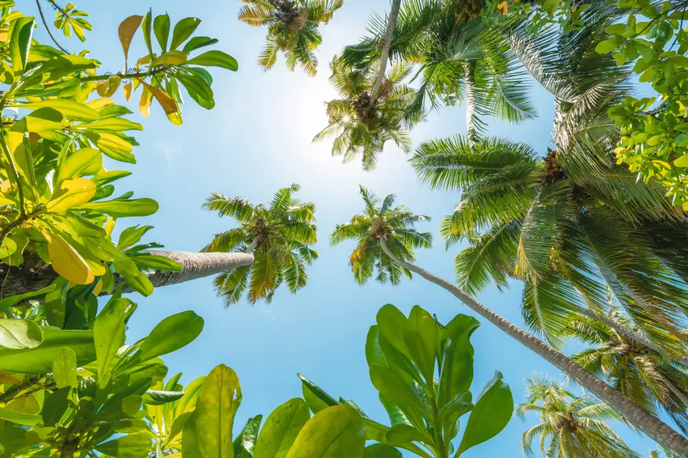 Hefele, Stefan: Tropical Up
