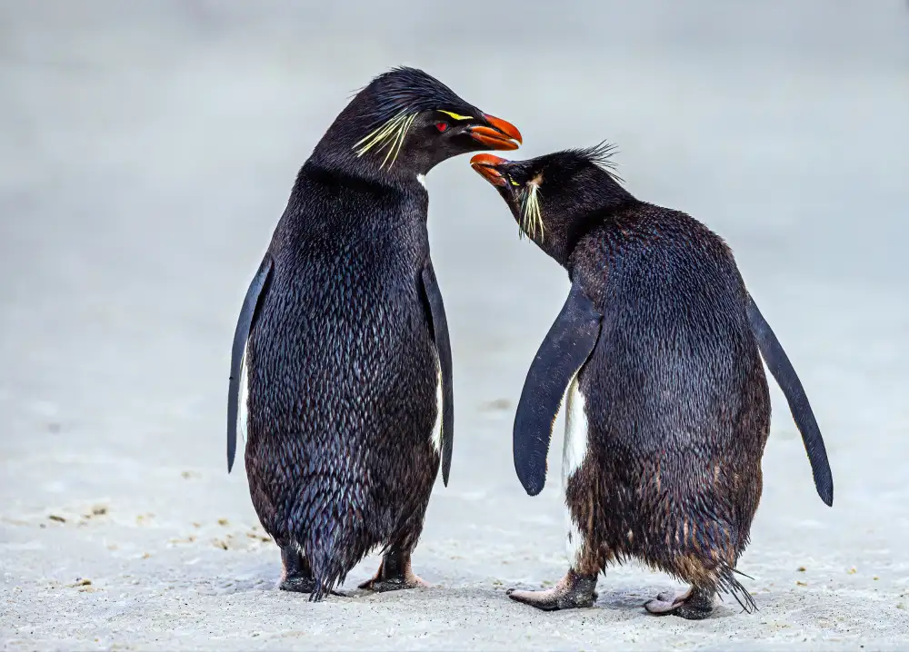 Lin, Ning: Chinwag dei pinguini saltaroccia