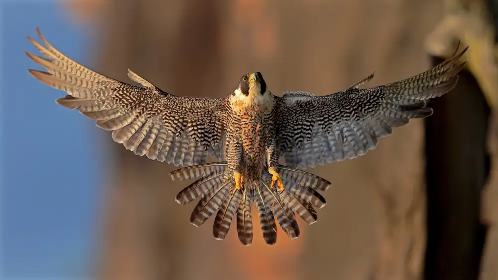 Lam, Gavin: Falco pellegrino
