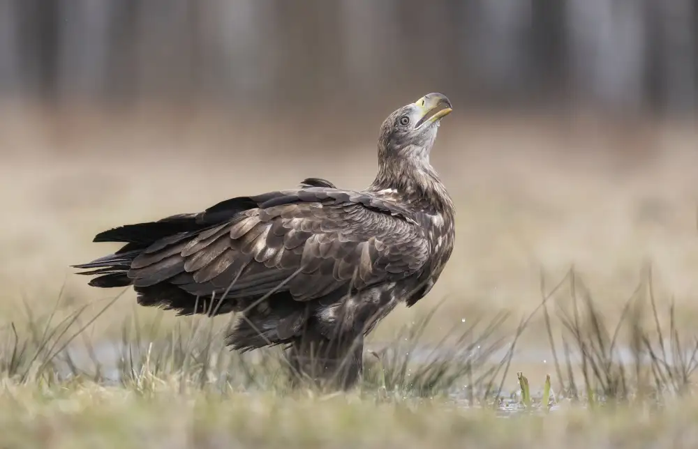 Barisone, Marco: aquila di mare coda bianca