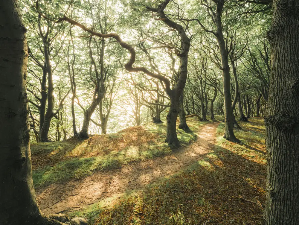 Hefele, Stefan: Magic Beech Wood