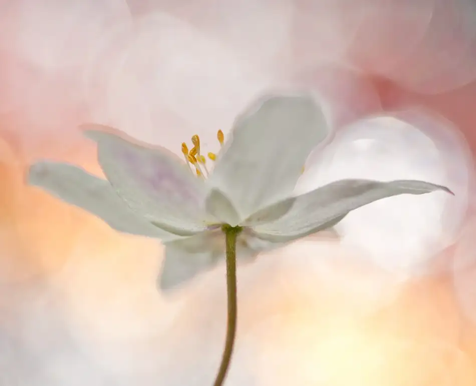 Thalin, Bee: A Sip of Art