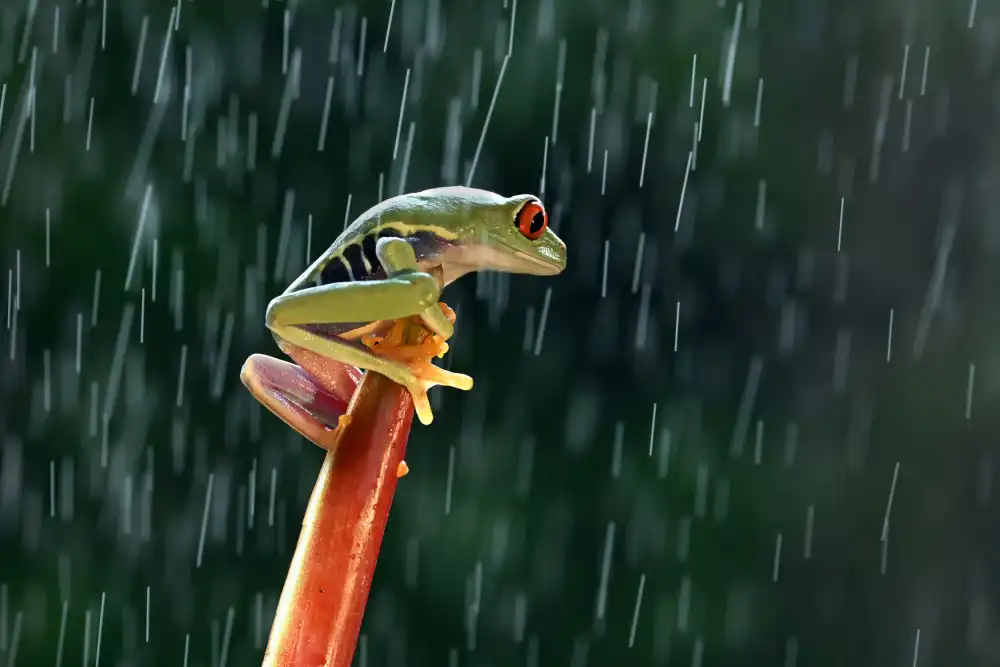 Aditya, Rawisyah: Rotaugen-Laubfrosch im Regen