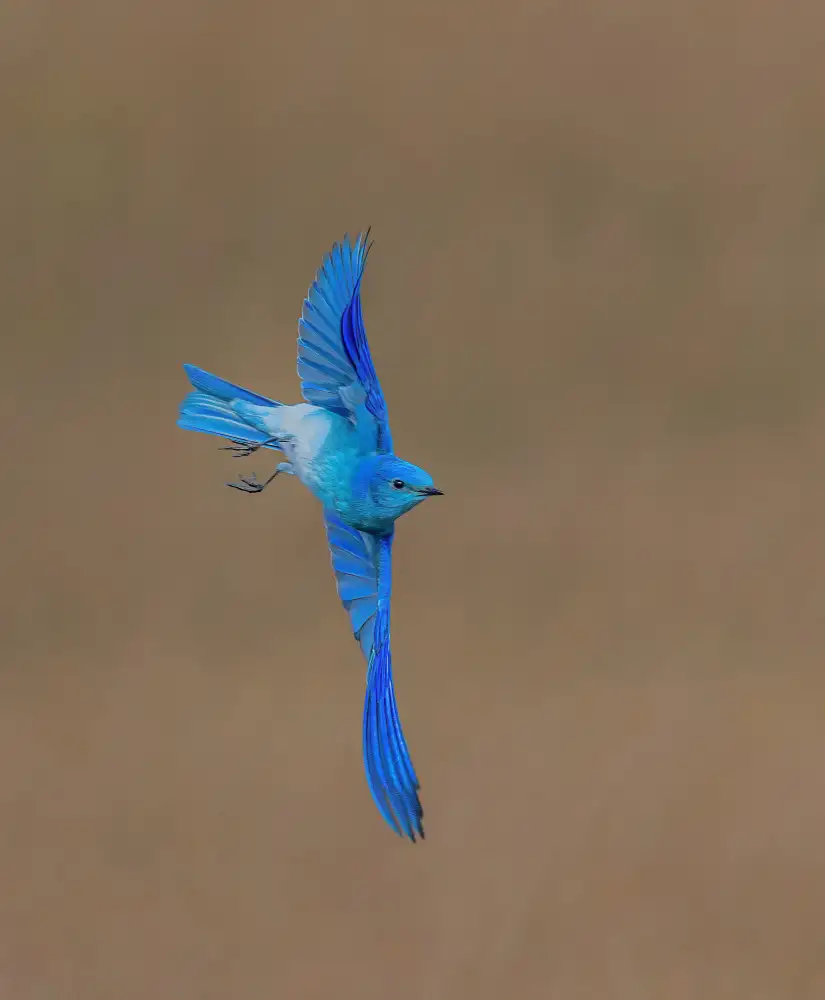 Lin, Ning: Mountain Bluebird