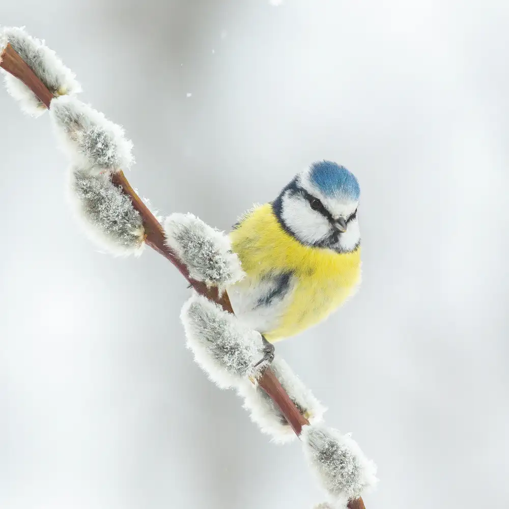 Keizer, Annie: Blue tit in a white world.