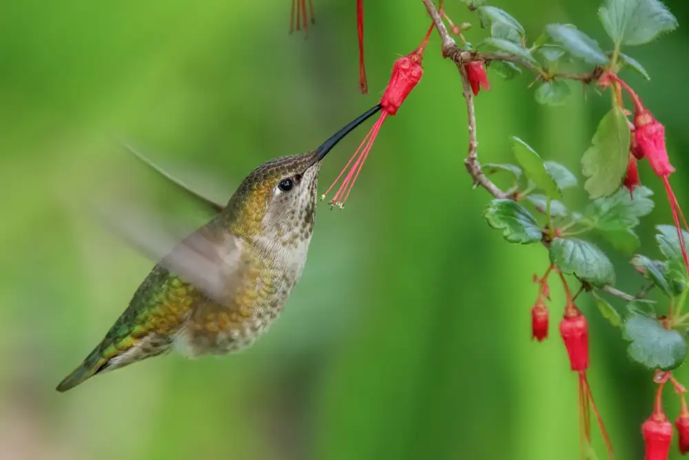 Liu, Wei: Hummingbird