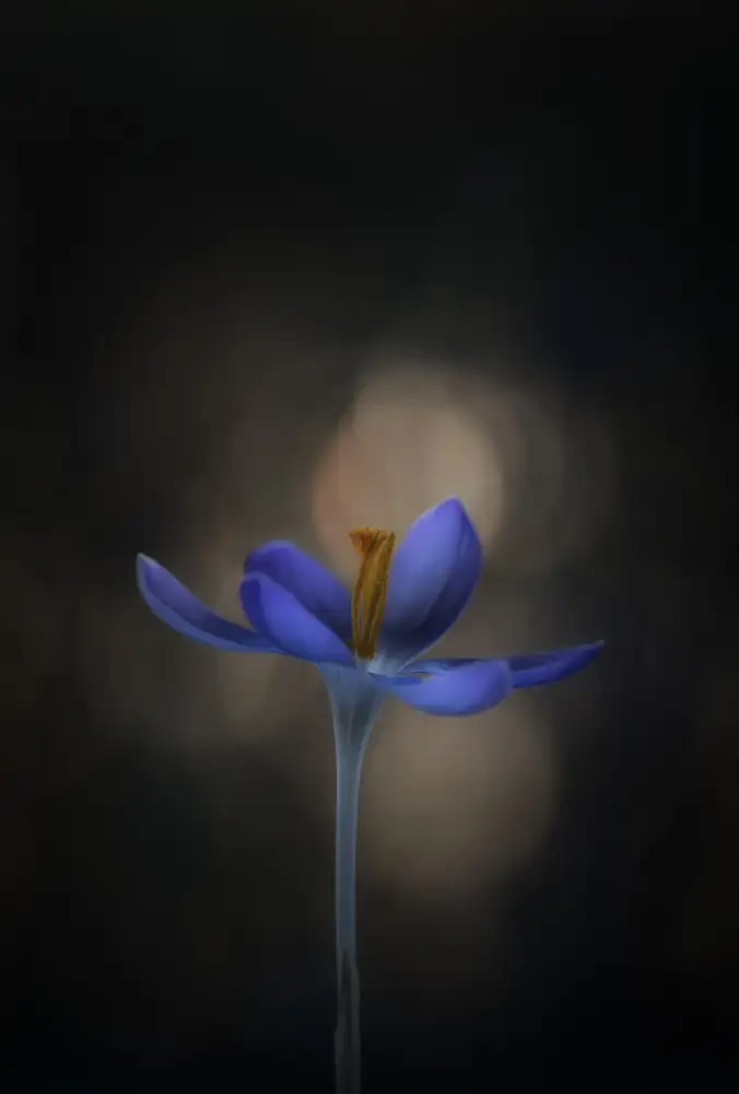 Grønkjær, Lotte: Crocus
