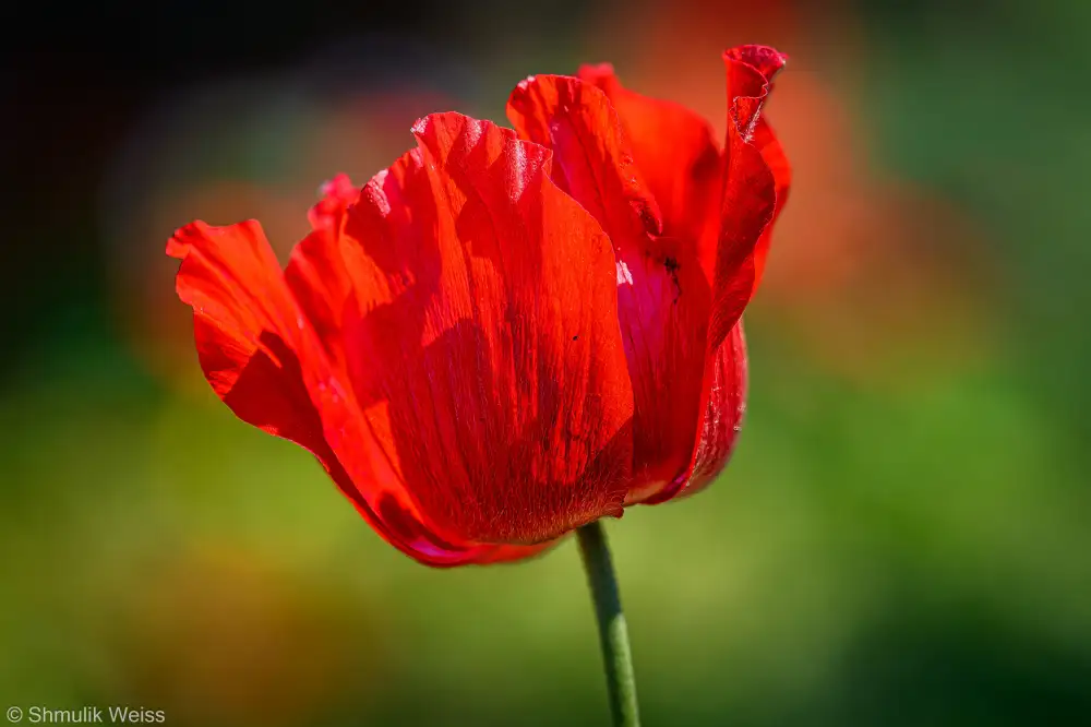 Weiss, Shmulik: Red Anemone
