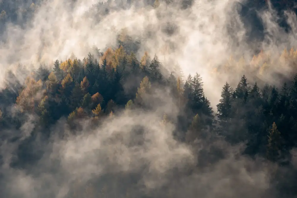 Galimberti, Marco: Fog in the trees