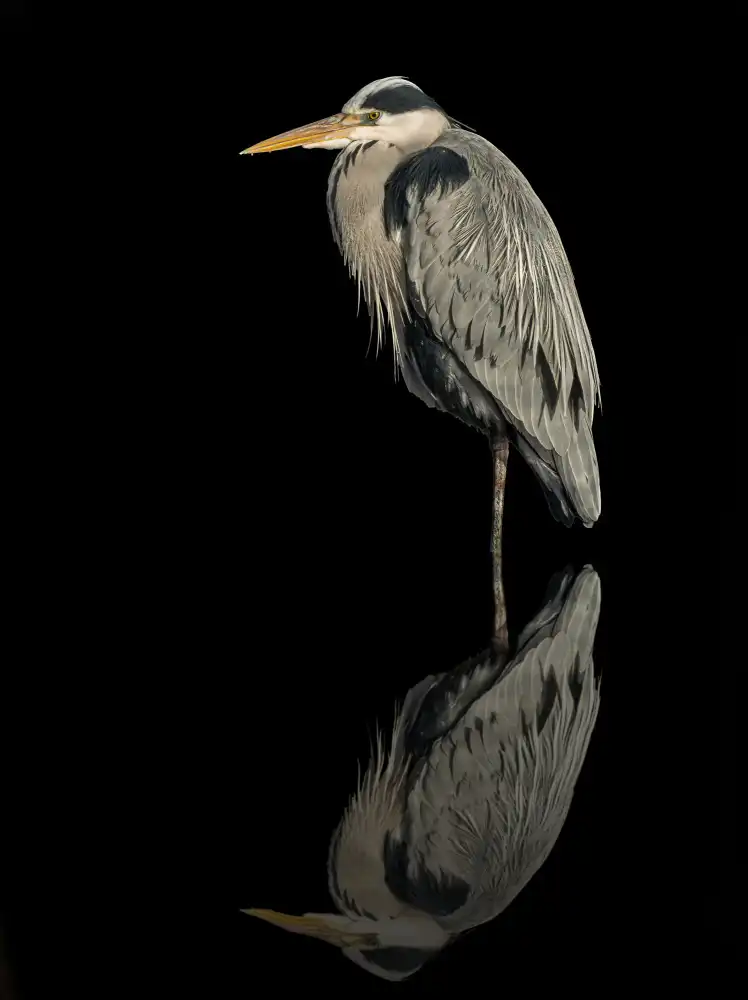 Lichtman, Boris: Grey heron in the dark