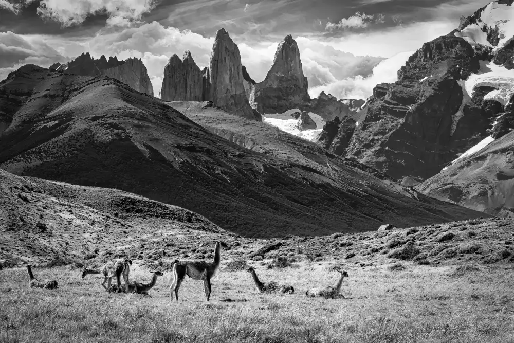 Groleau, Michel: Guanaco