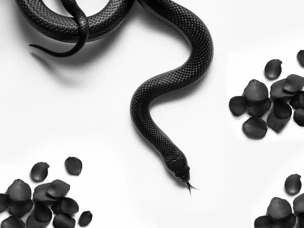 Drake, David: Black Snake Roam