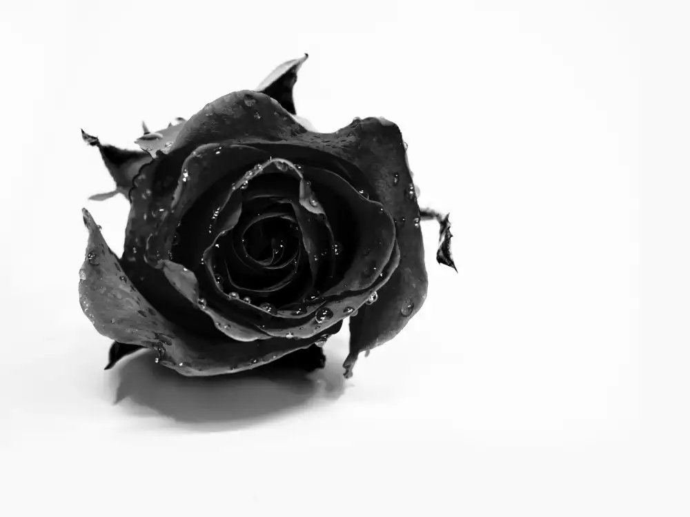Drake, David: Rose Noir