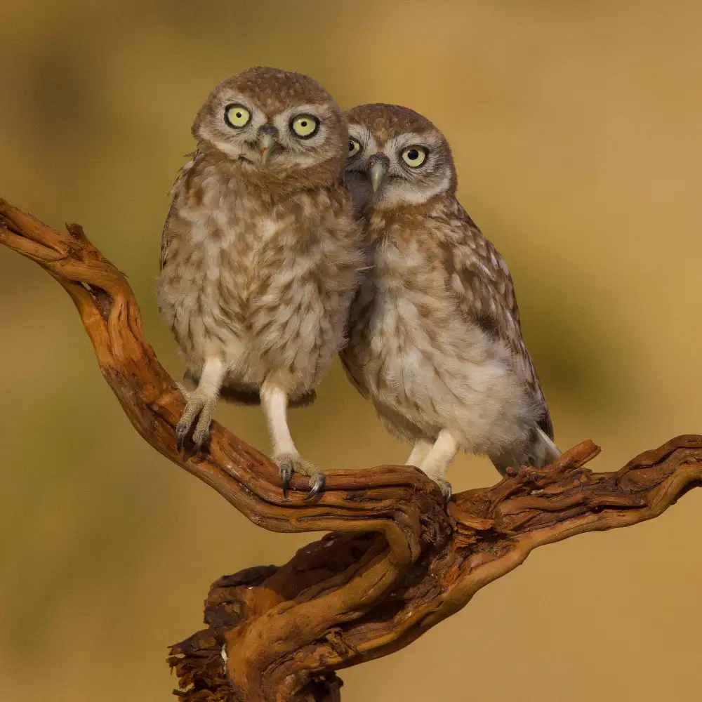 Manusevich, David: Piccoli gufi