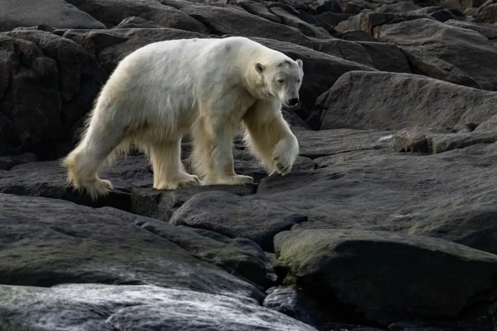 Chawla, Shobhit: The stroll…Svalbard