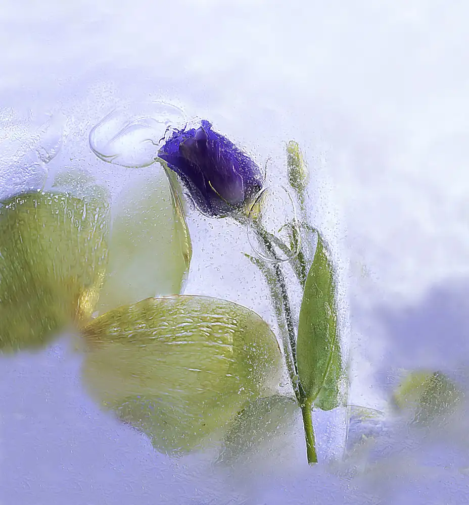 Ma, Marsha: Ice Beauty
