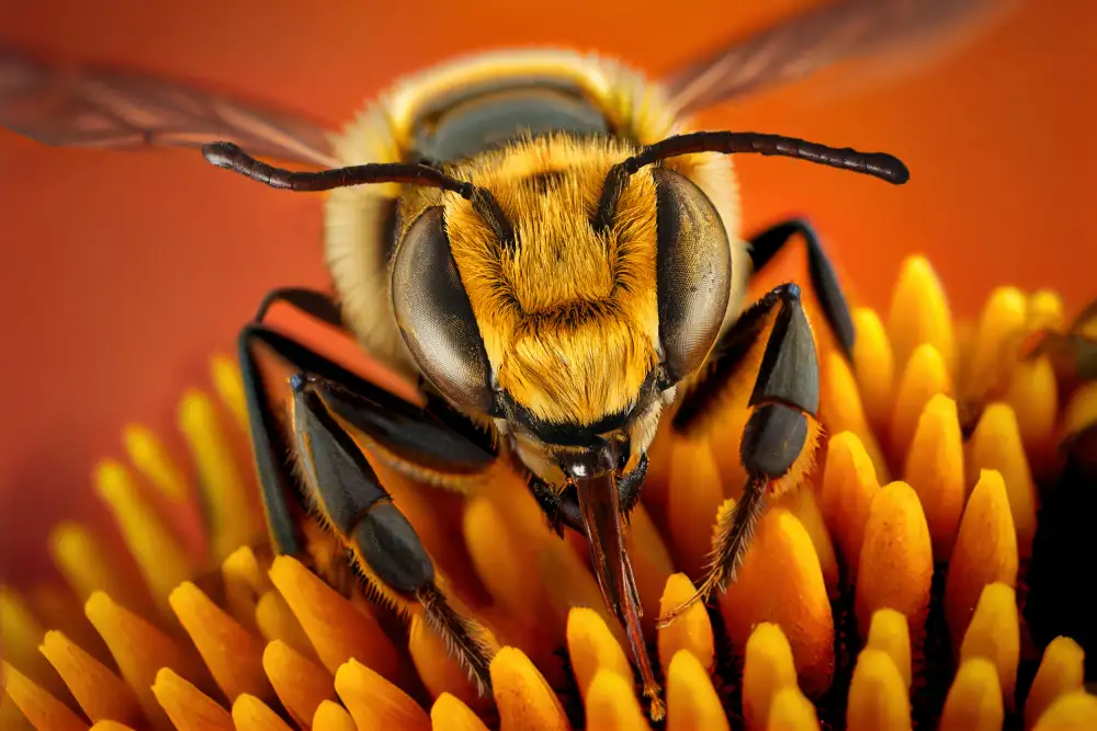 Egger, Marcel: BusyBee