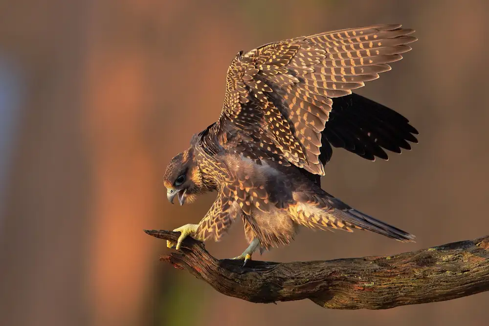 Lam, Gavin: Falco pellegrino