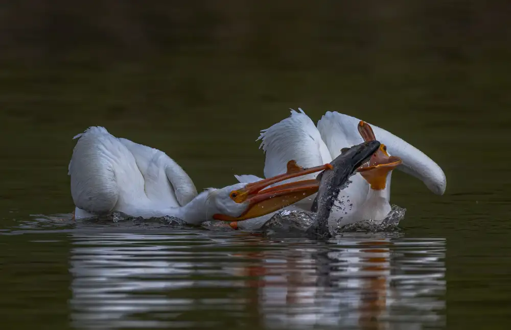 Huang, Johnson: Pellicone e pesce