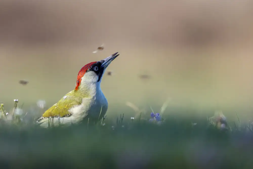 Redaelli, Marco: Among the flowers and the bees