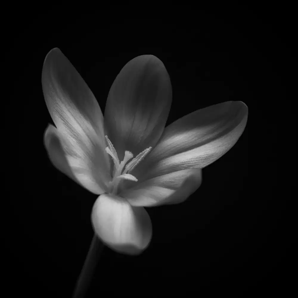 Grønkjær, Lotte: Crocus