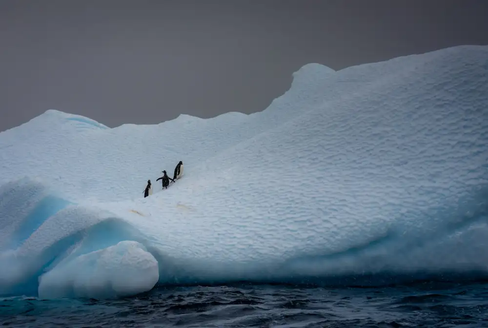 Lin, Ning: Snowy Iceberg Home to Three Penguins