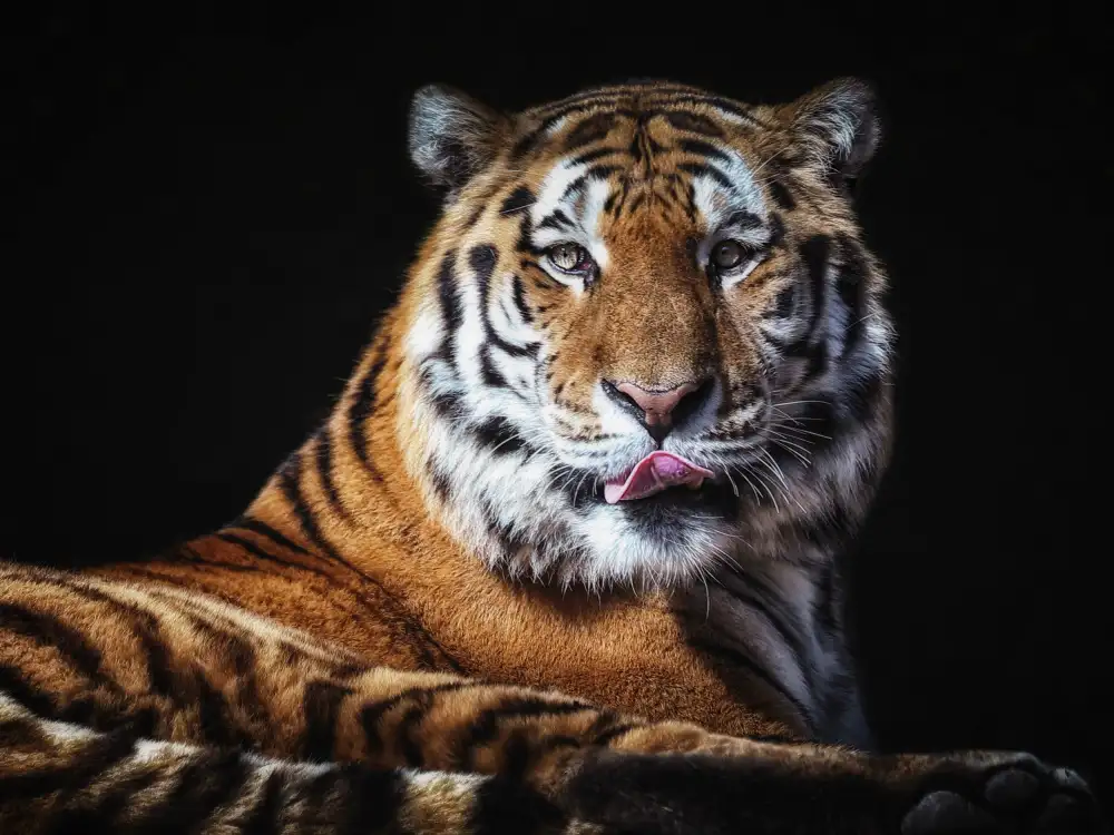 Baumann, Franz: Sibirian Tiger