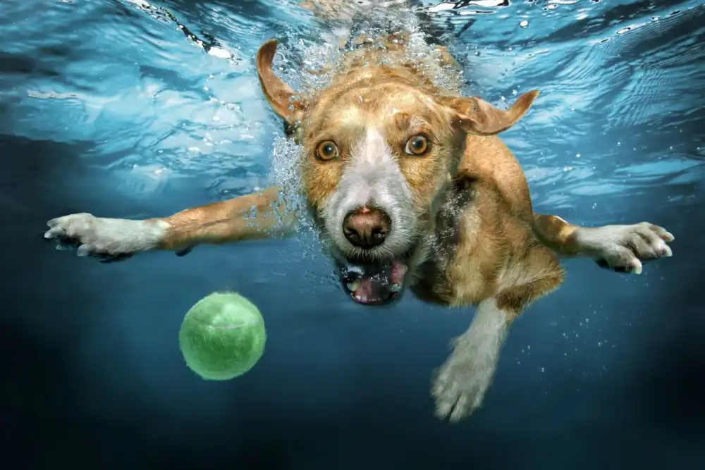 Egger, Marcel: UnderDog
