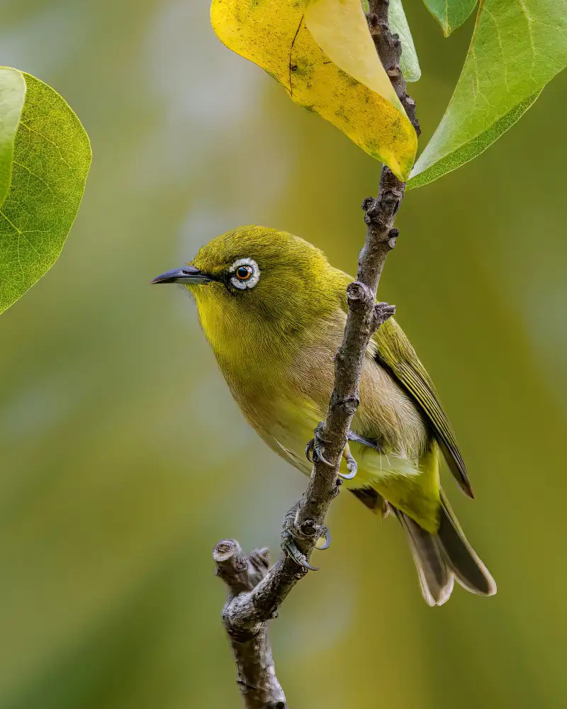 Xu, Jian: Japanese white eye