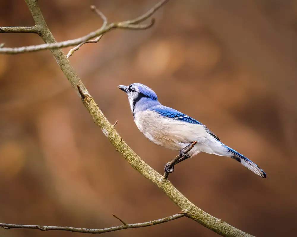 Cai, Xiao: Blue Jay