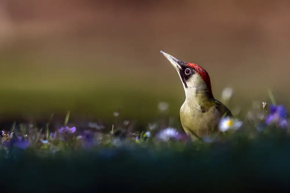 Redaelli, Marco: The lady woodpecker in the sun