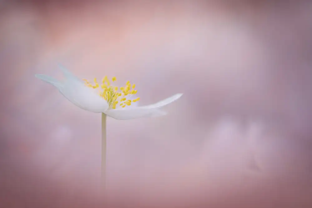 Uddin, Kutub: Spring is here