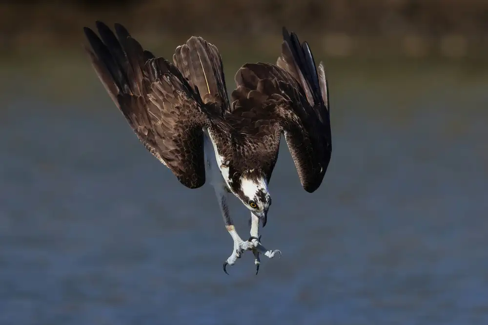 Lam, Gavin: Falco pescatore in azione