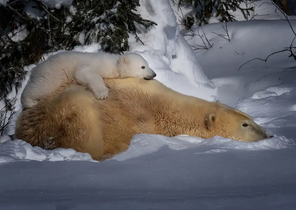 Su, Yuan: Rest with Mom