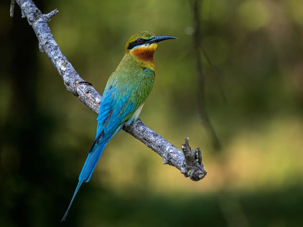 Goossens, Henk: Blue-tailed Bee-eater